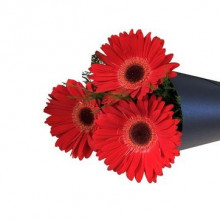 Cono de Gerberas